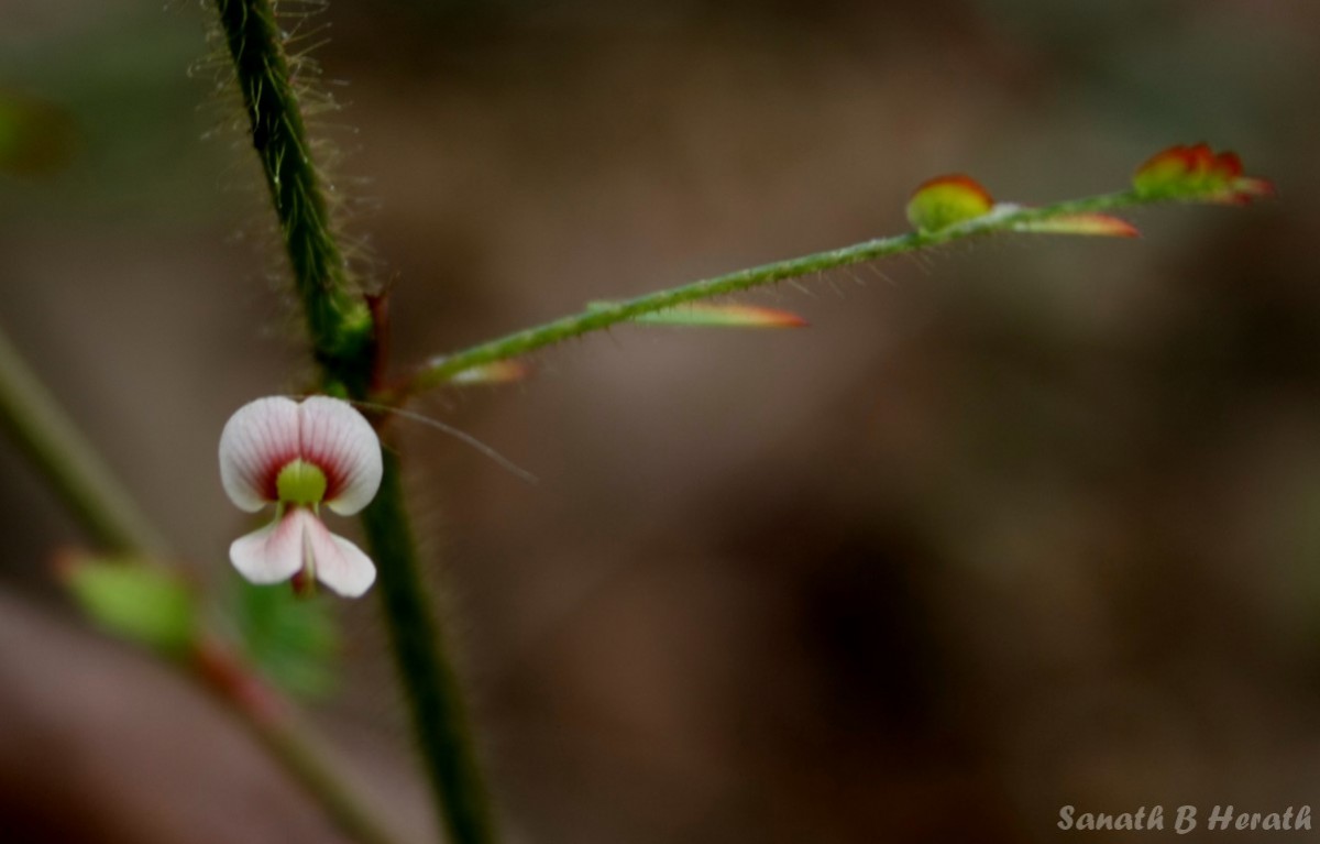 Aeschynomene americana L.